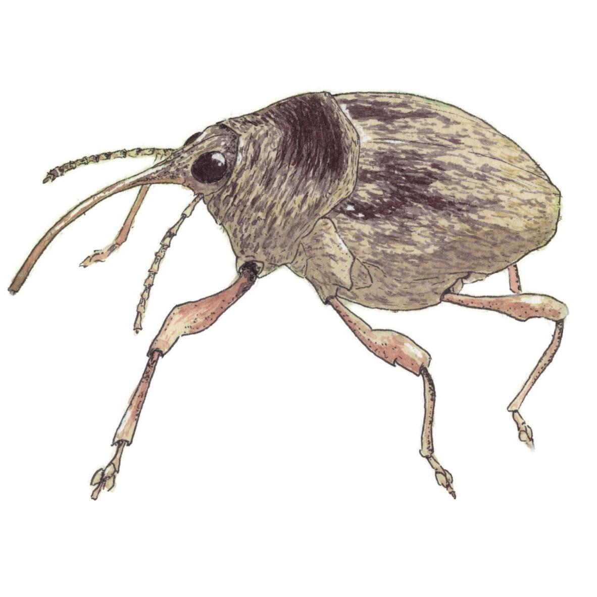 Hazelnut Weevil
