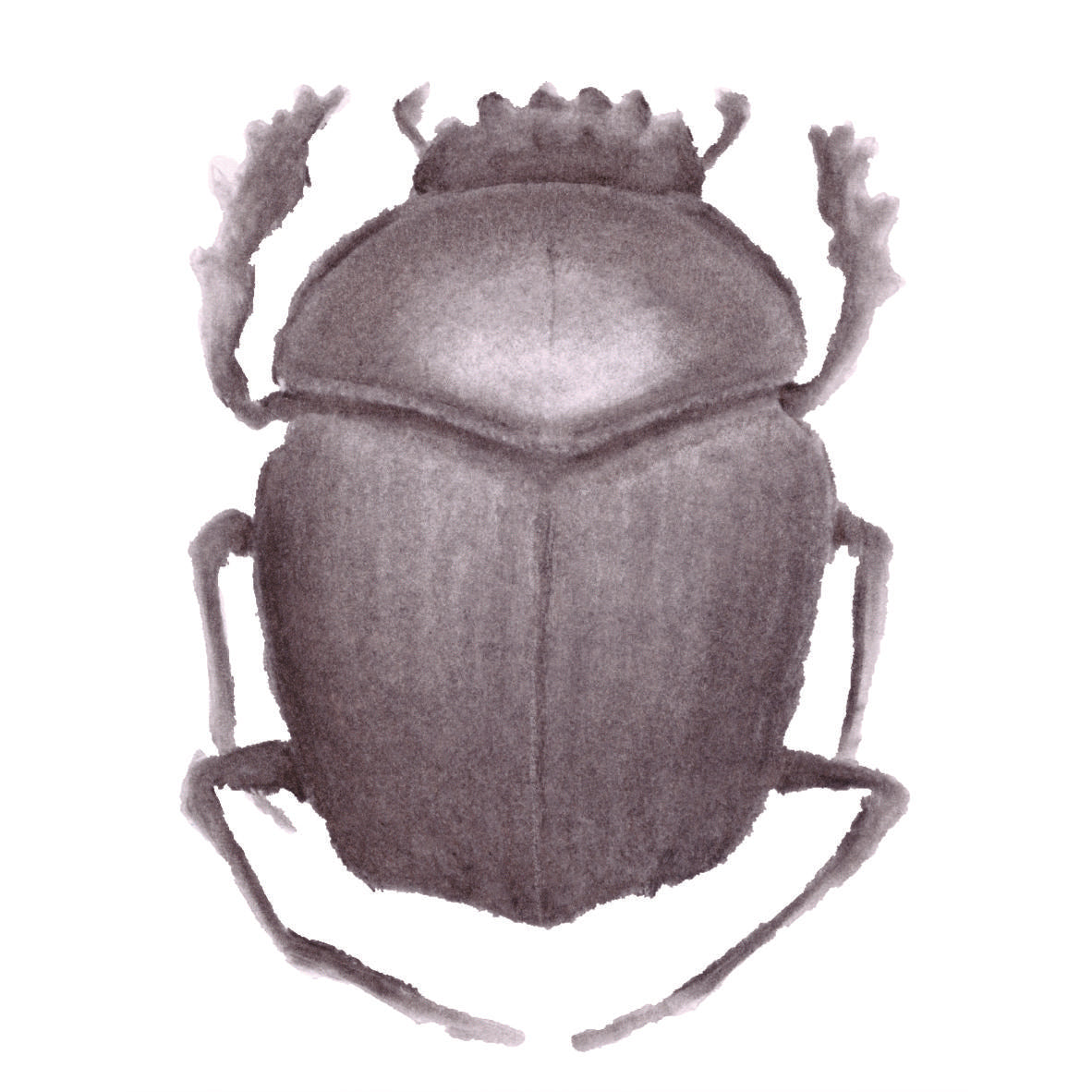 Sacred Ground Beetle
