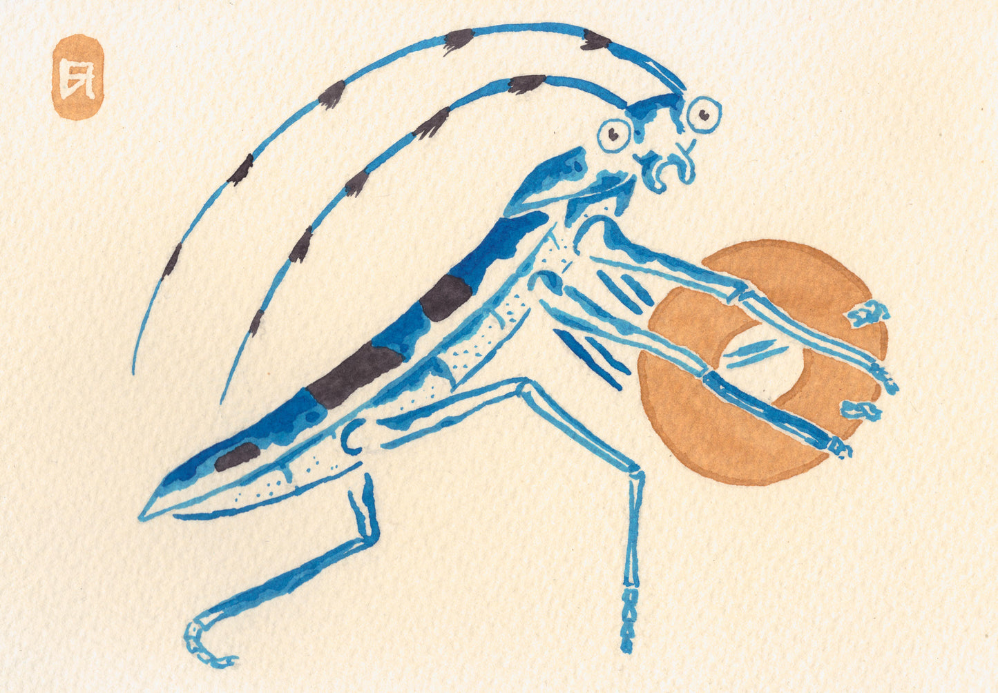 Carabe Avare - Reproduction