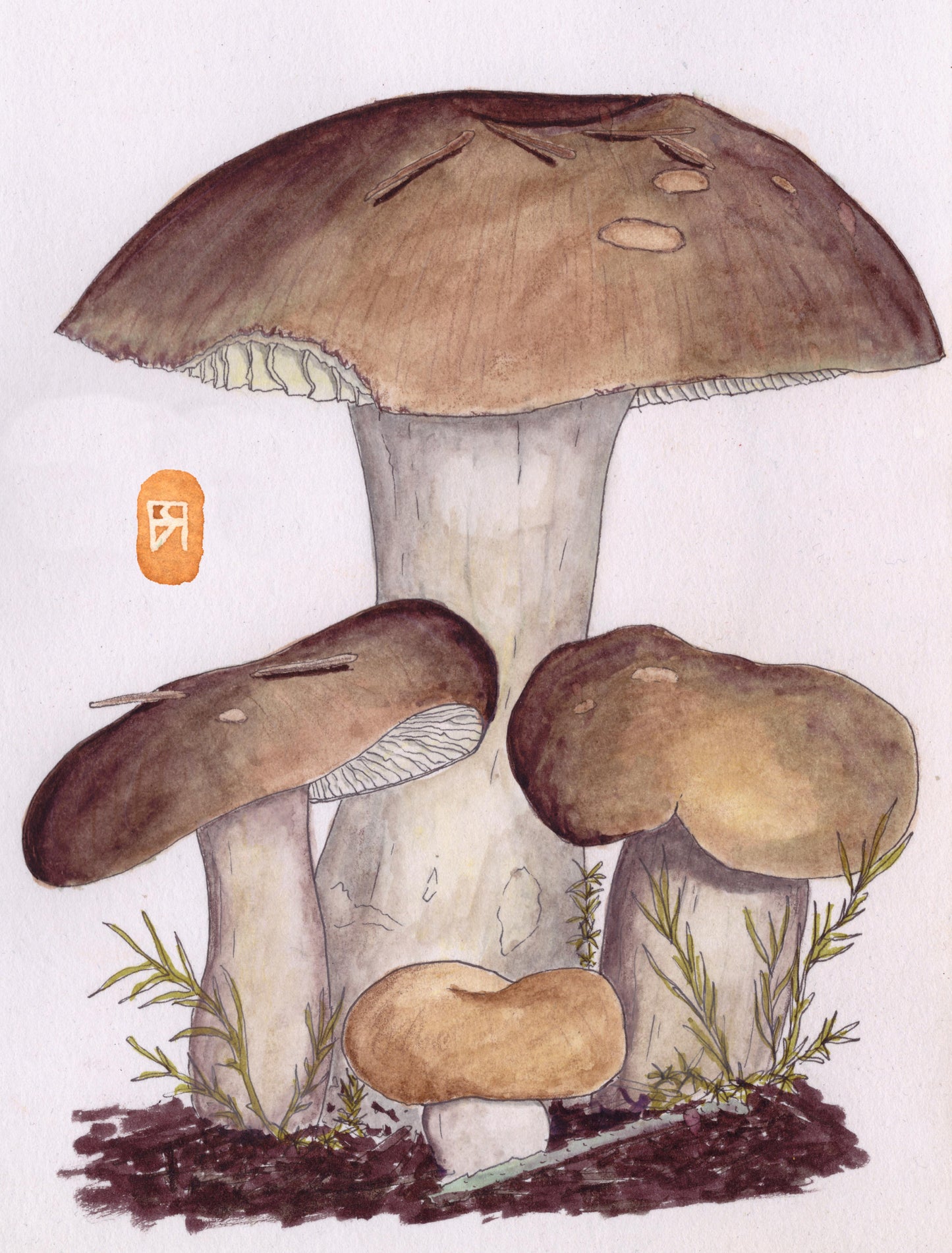 Champignon - Russule belette - Reproduction