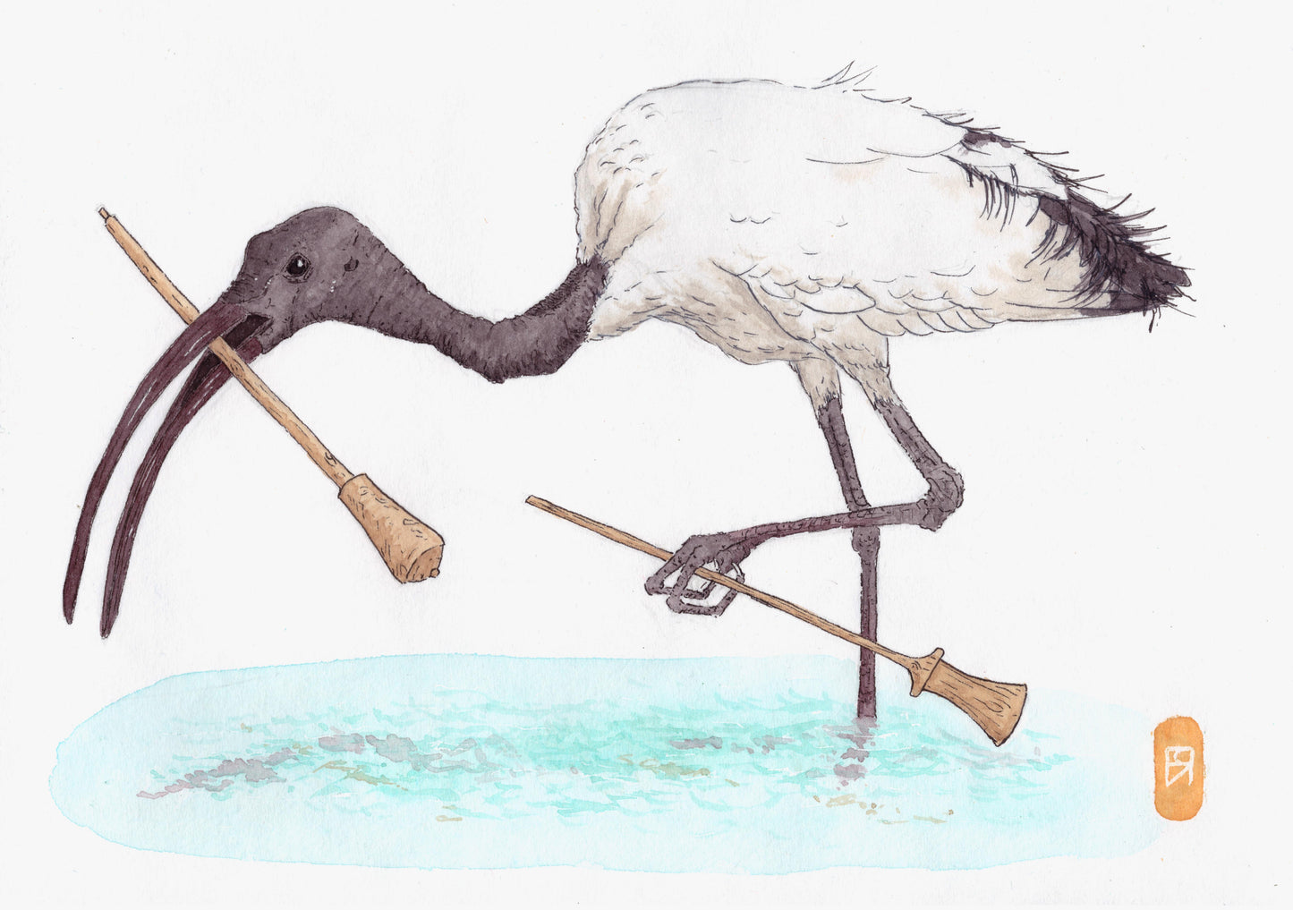 Ibis Sacré - Reproduction