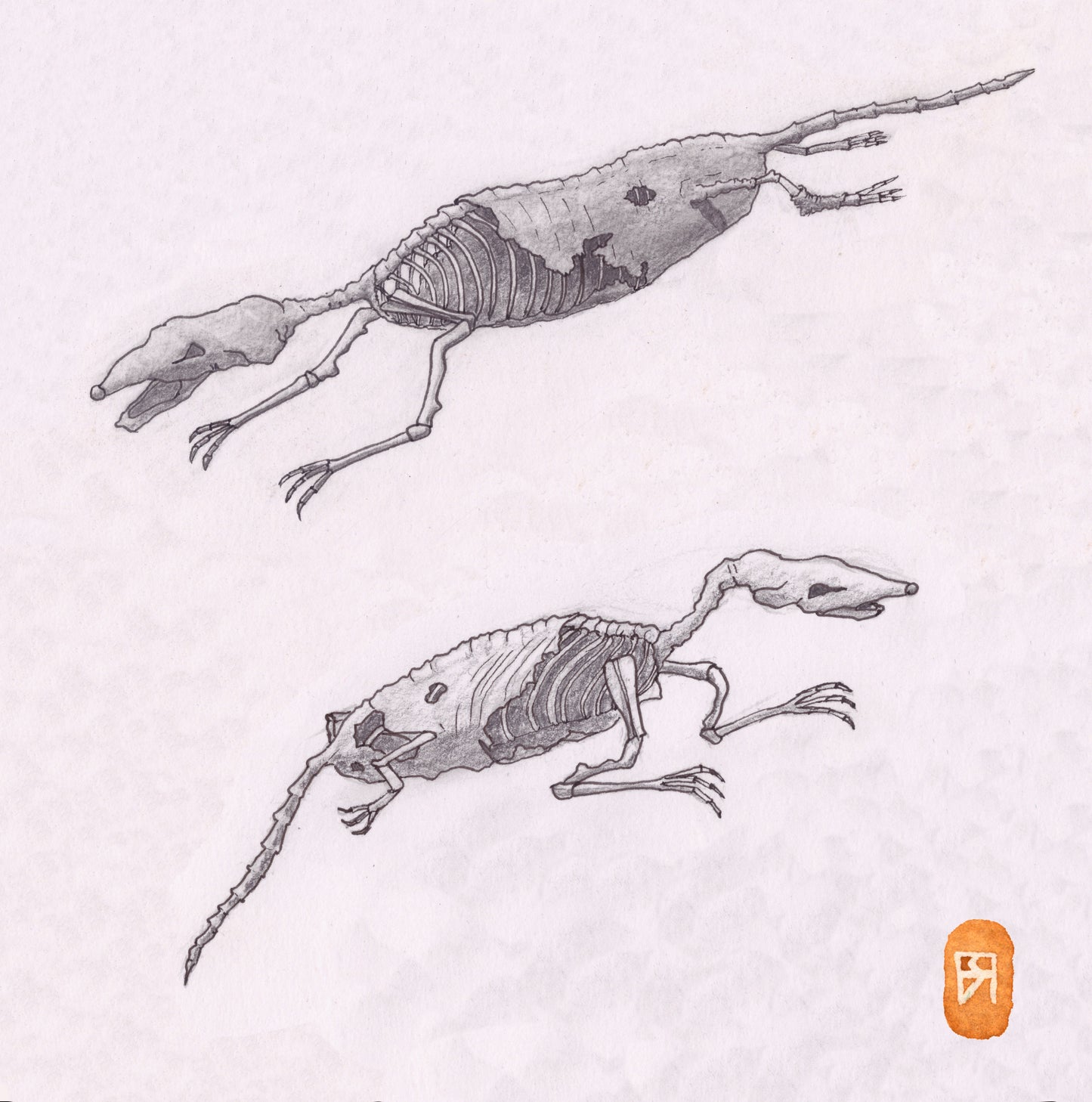 Souris - Reproduction