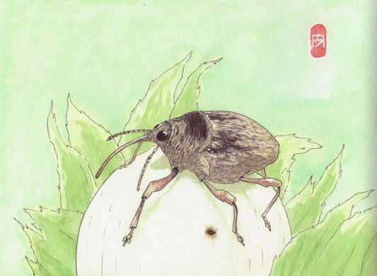 Balanin des Noisettes - Reproduction