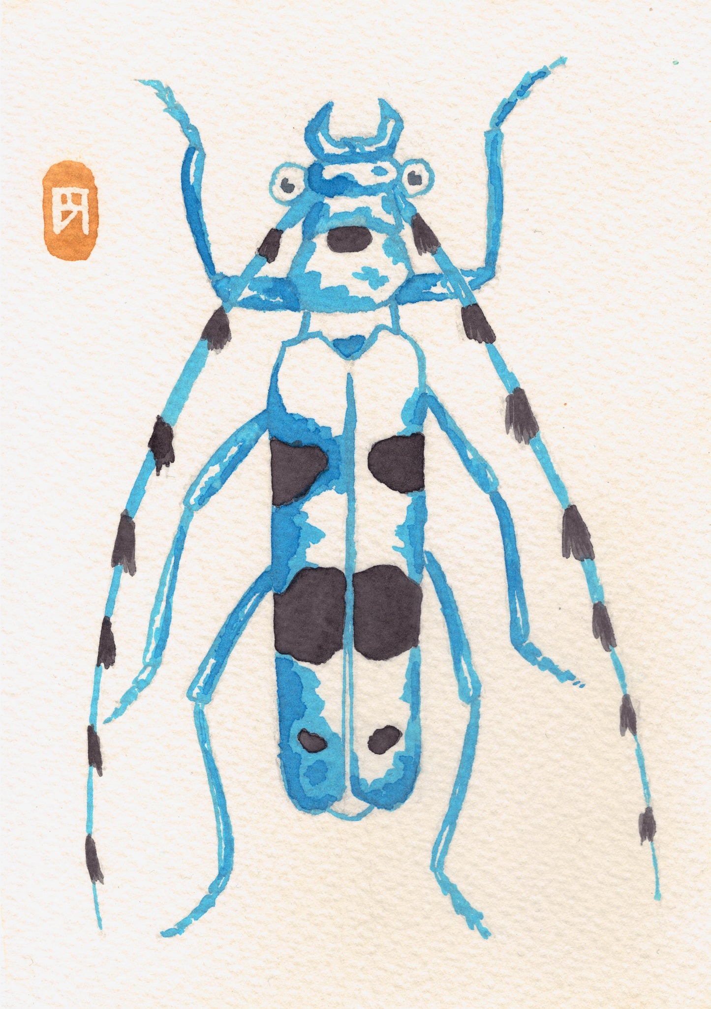 Carabe Docile - Reproduction