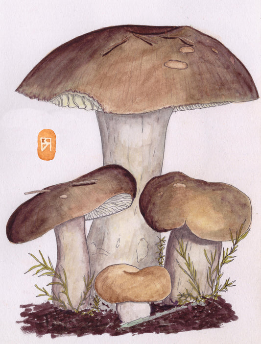 Champignon - Russule belette - Reproduction