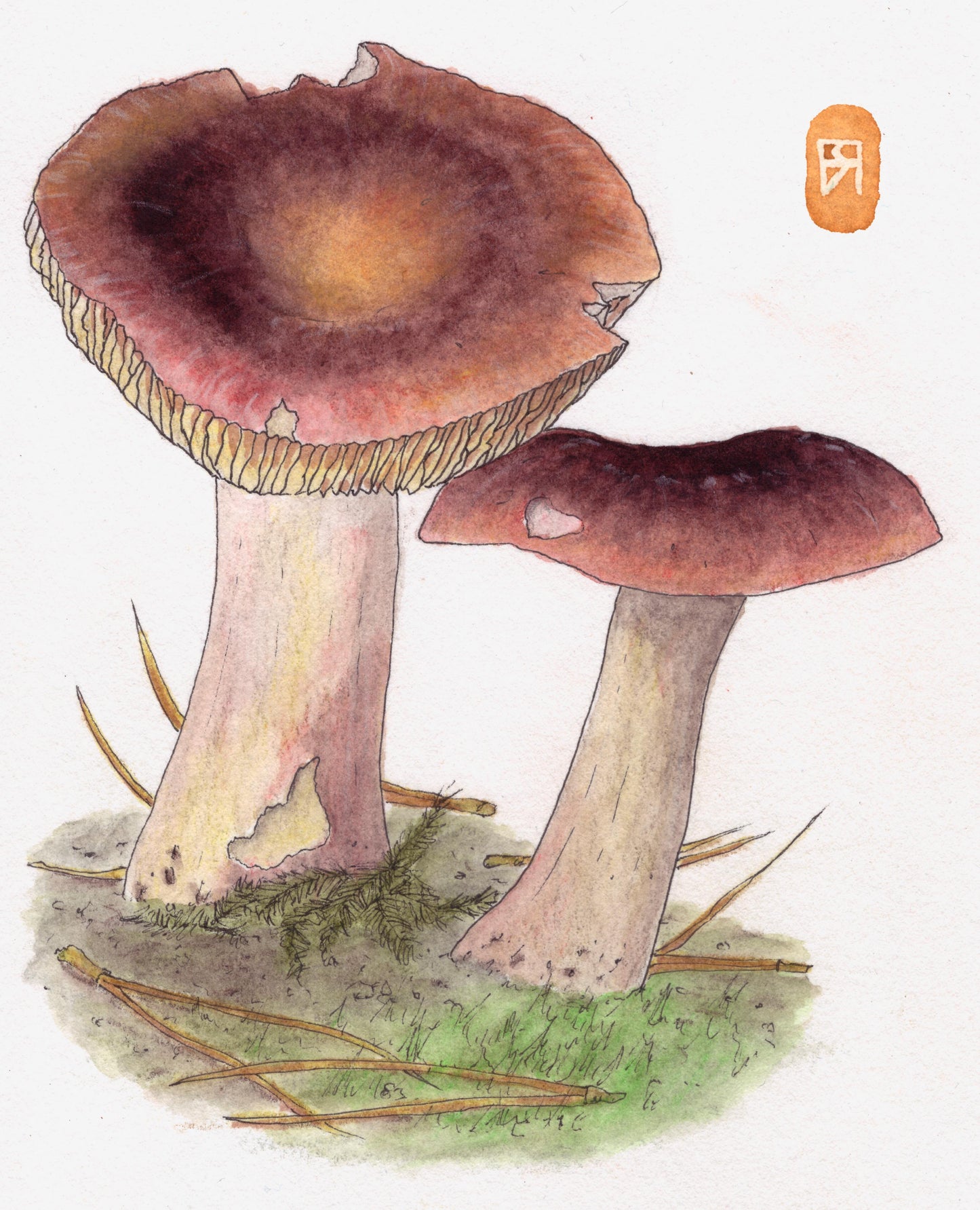 Champignon - Russule feuille-morte - Reproduction