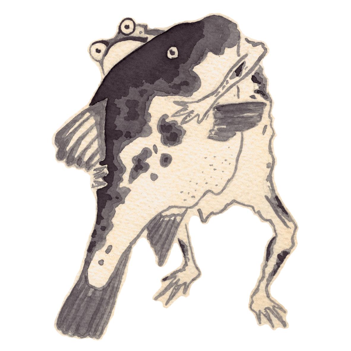 Frog and Fish